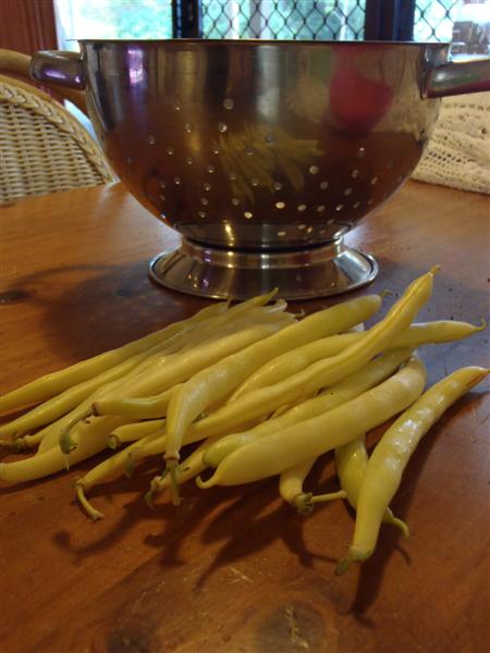 P4220015 (Medium).JPG