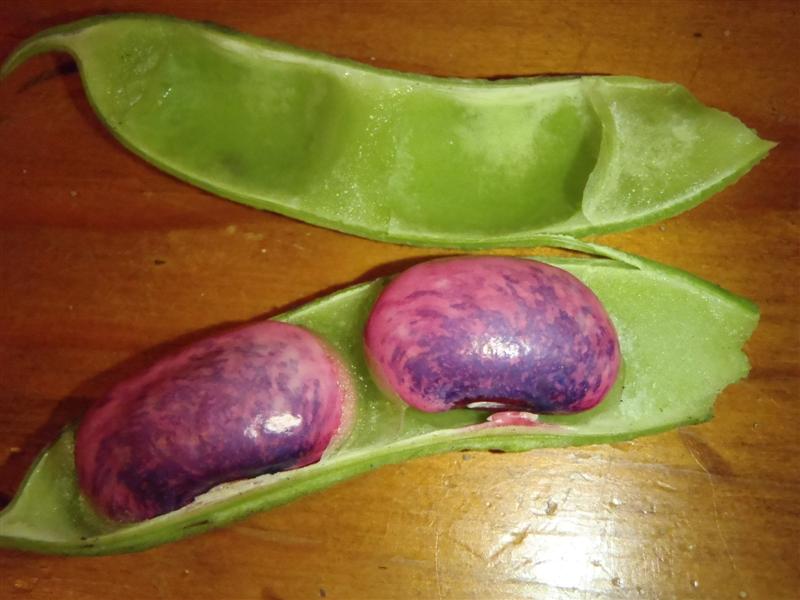 P4220025 (Medium).JPG