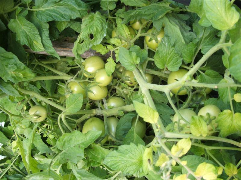 DSCF4009 (Medium).JPG