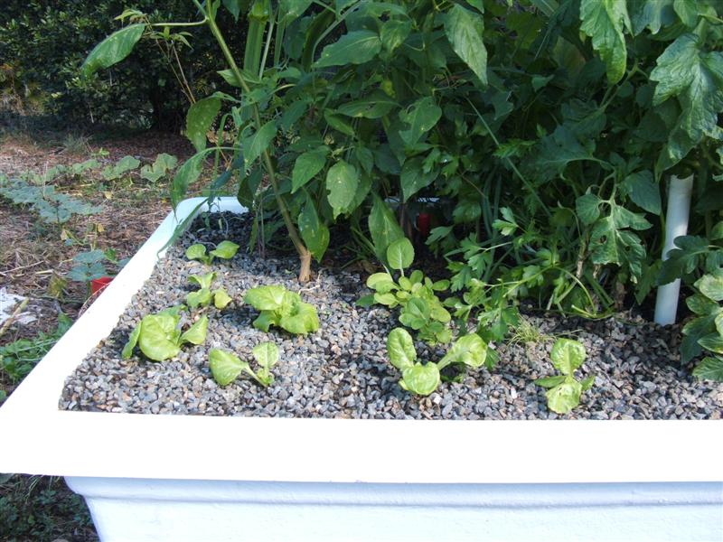 DSCF3989 (Medium).JPG