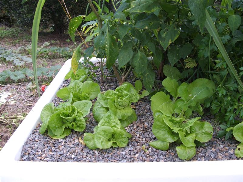 DSCF4003 (Medium).JPG