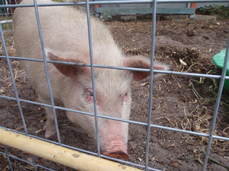 P4260057 (Custom).JPG