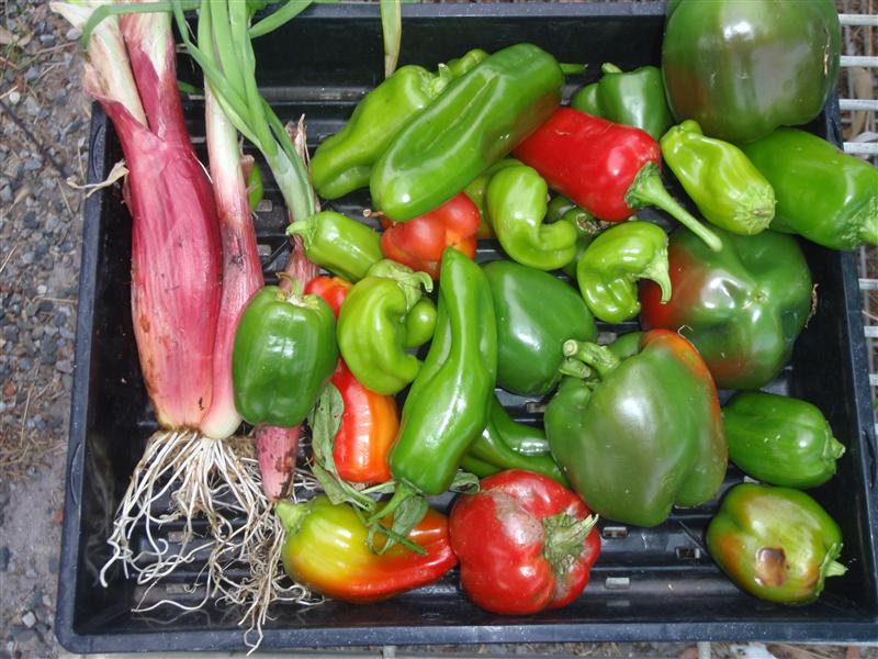 P4260050 (Custom).JPG