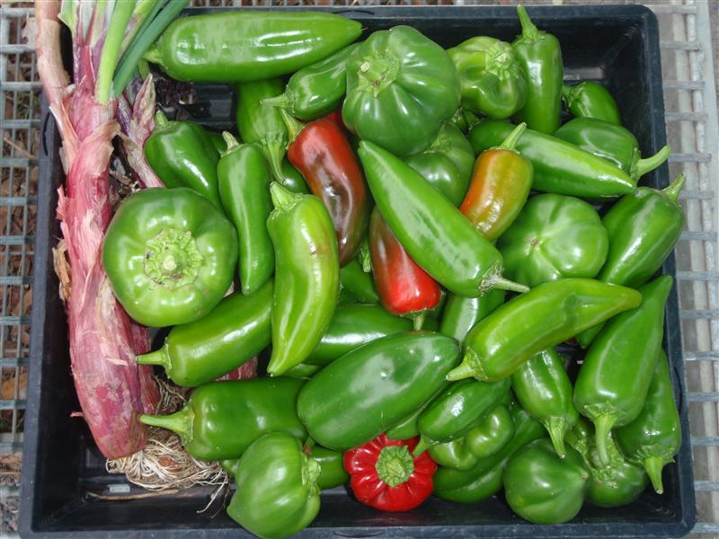 P4260052 (Custom).JPG