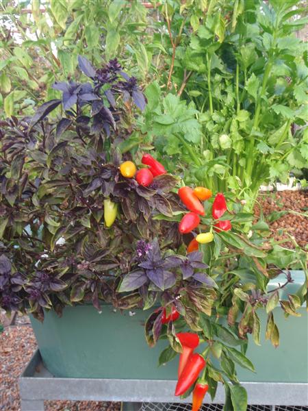 P4260035 (Custom).JPG