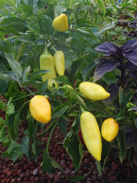 P4260042 (Custom).JPG