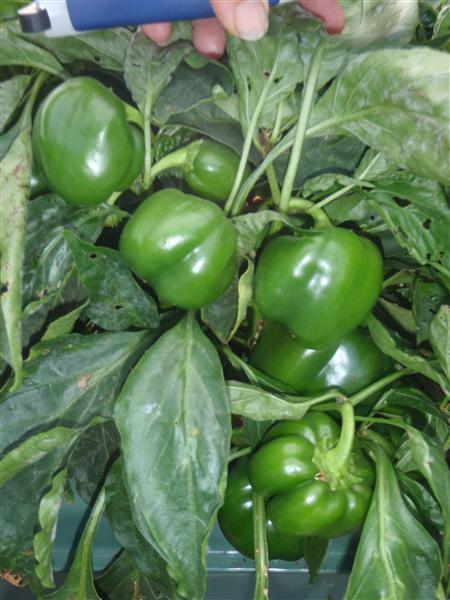 P4260038 (Custom).JPG