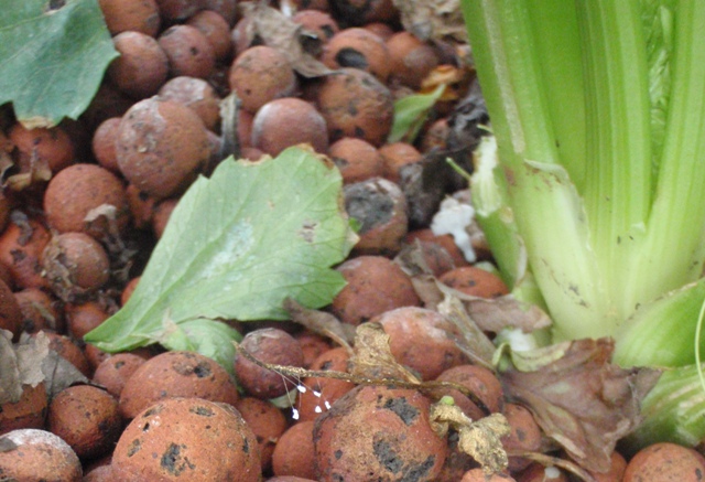 P4260047 lacewing eggs.jpg