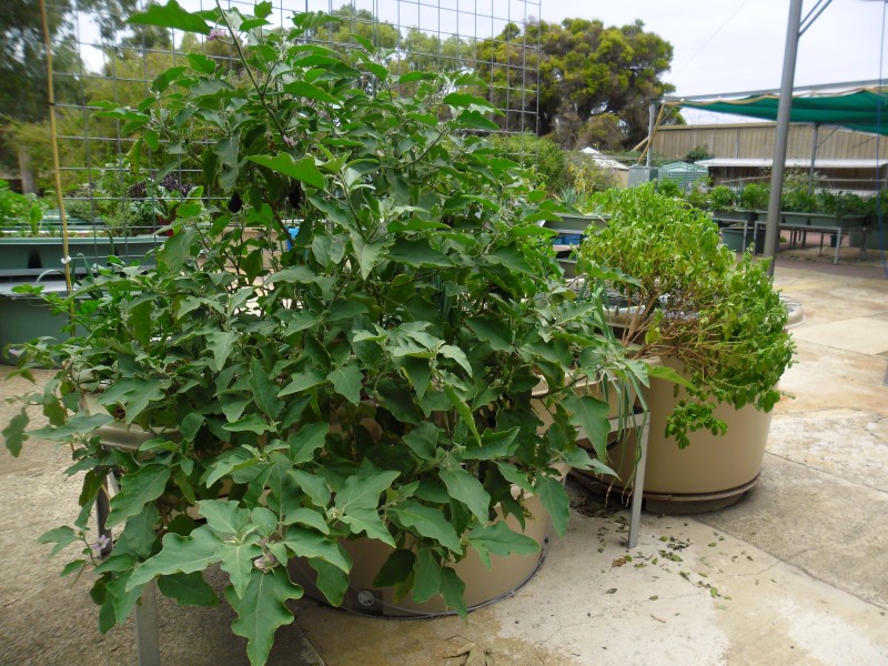 SAM_0105 (Custom).JPG