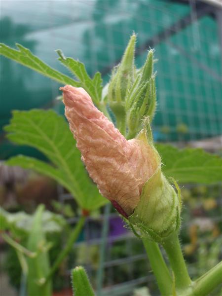 P4270093 (Custom).JPG