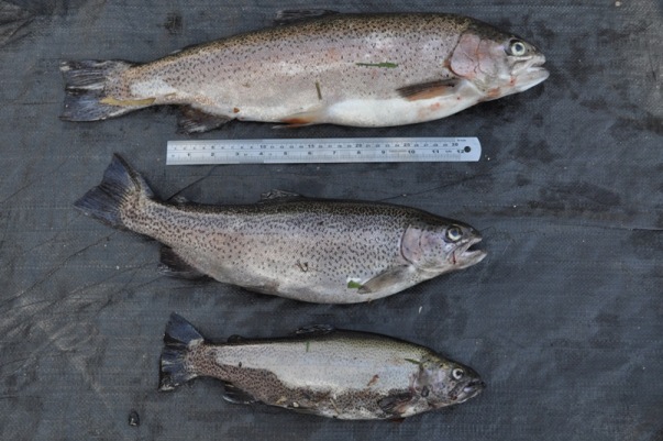 Fishing 28.04.12.jpg