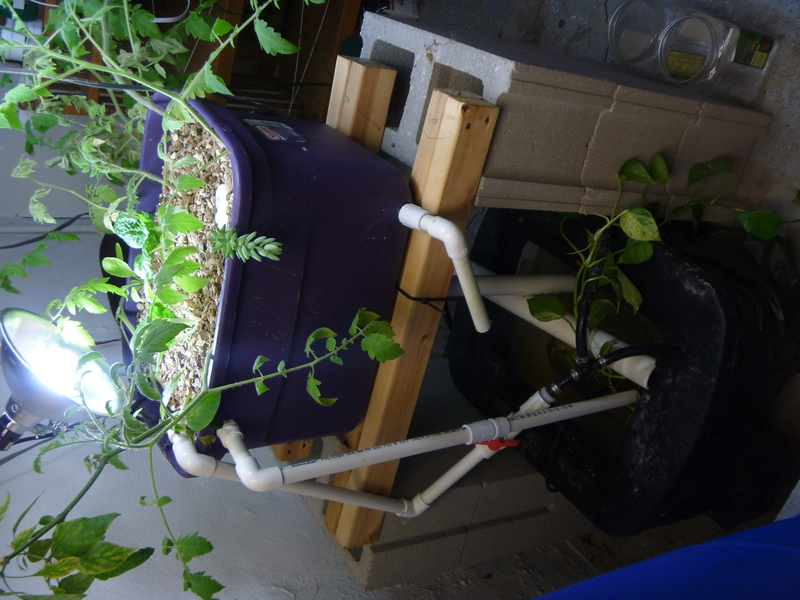 Aquaponics-System-v1.2.2012.04.3001.JPG