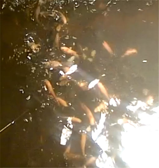 Feeding Tilapia 1.jpg