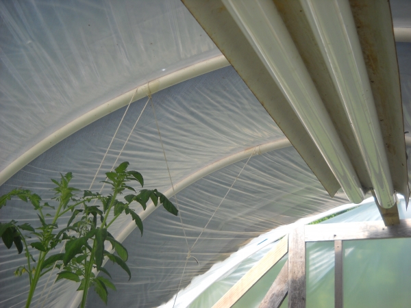 almost to the roof.jpg