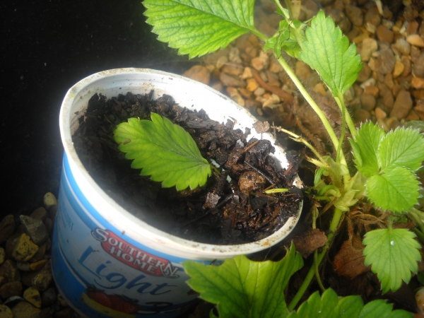 rooting a runner.jpg