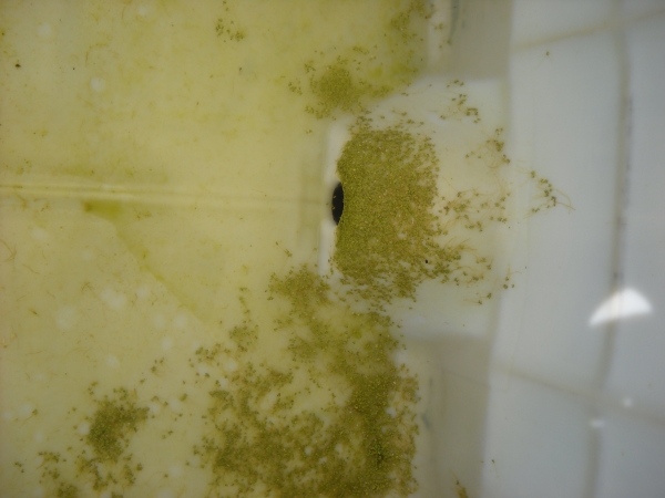 IBC with algae growth and duckweed.jpg