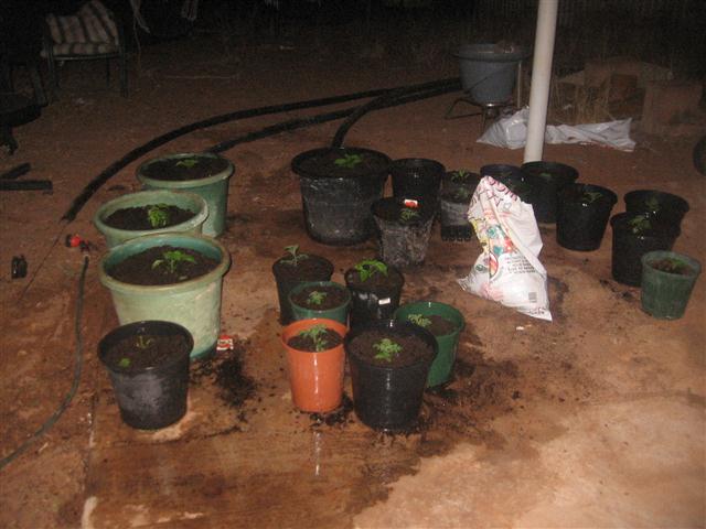 IMG_1682 (Small).JPG