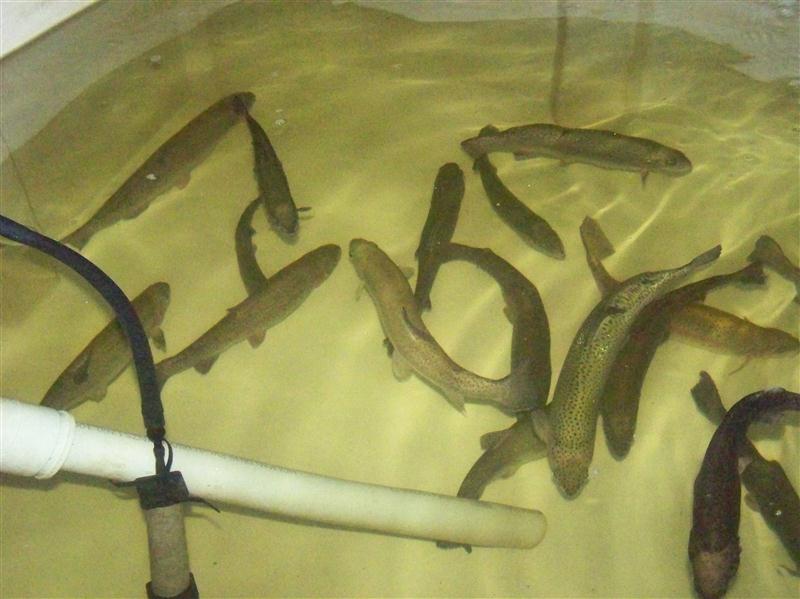 100_7032 (Custom).JPG