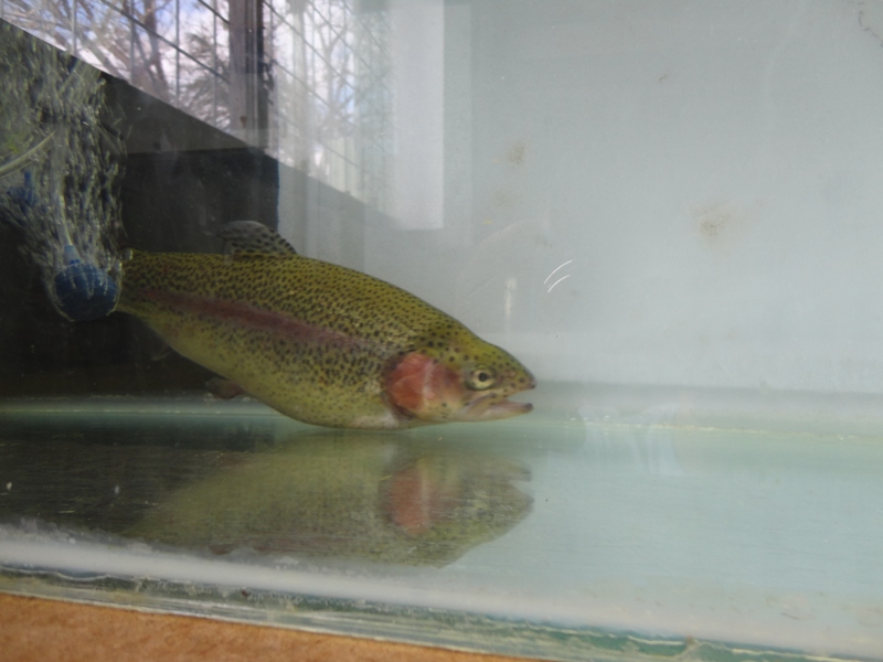 trout%203.JPG