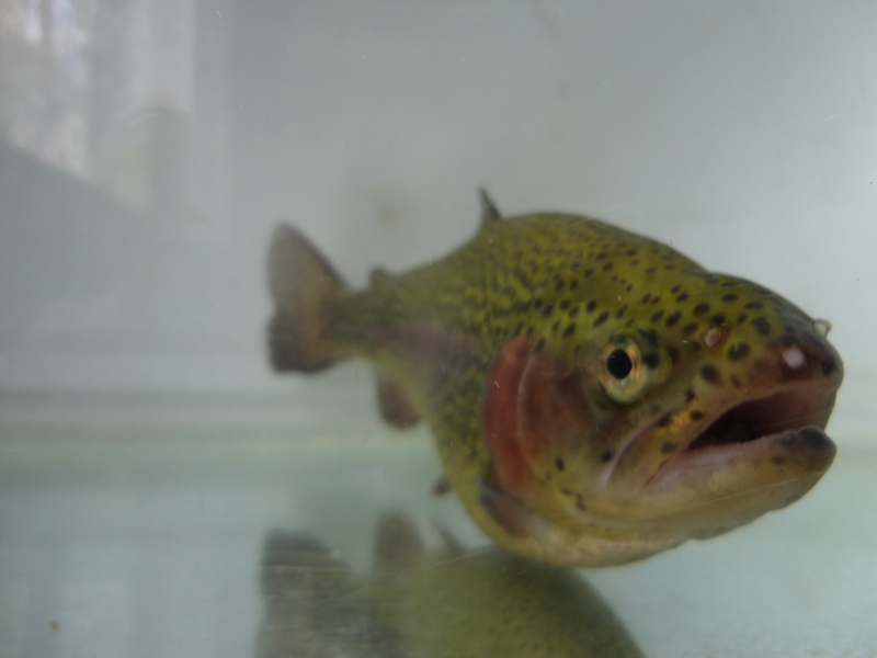 trout%204.JPG