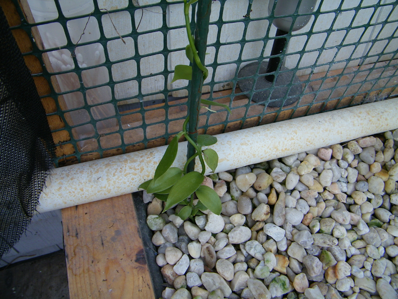 vanilaplant withour netting 2.jpg