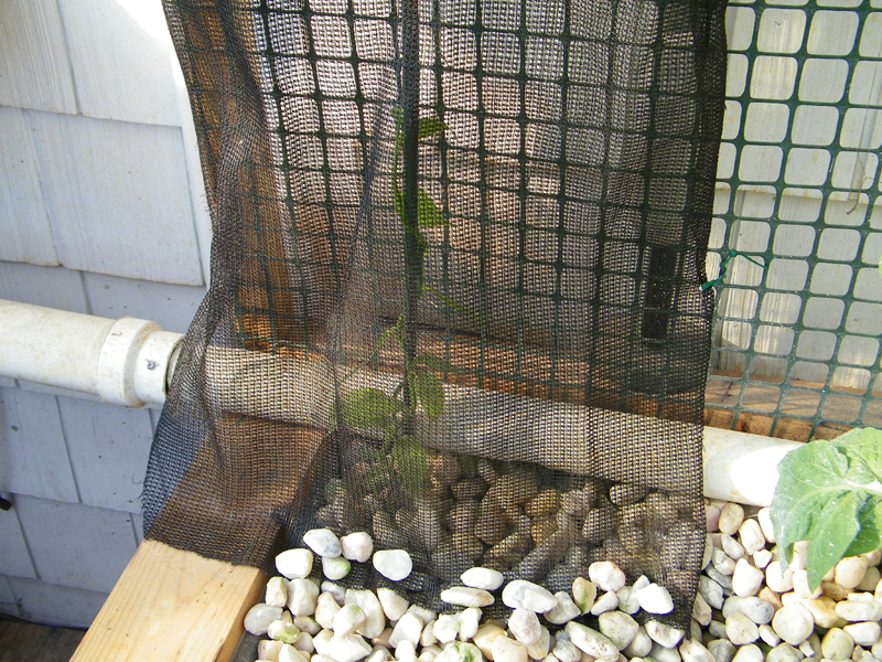 vanilaplant with netting 1.jpg