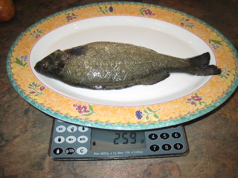 Silver Perch cleaned and ready for pot 13_05_2012.jpg