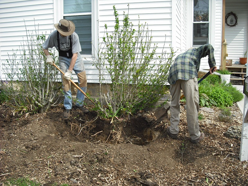Digging out shrub 1.JPG