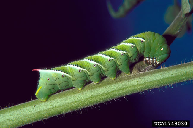 tomato horned worm.jpg