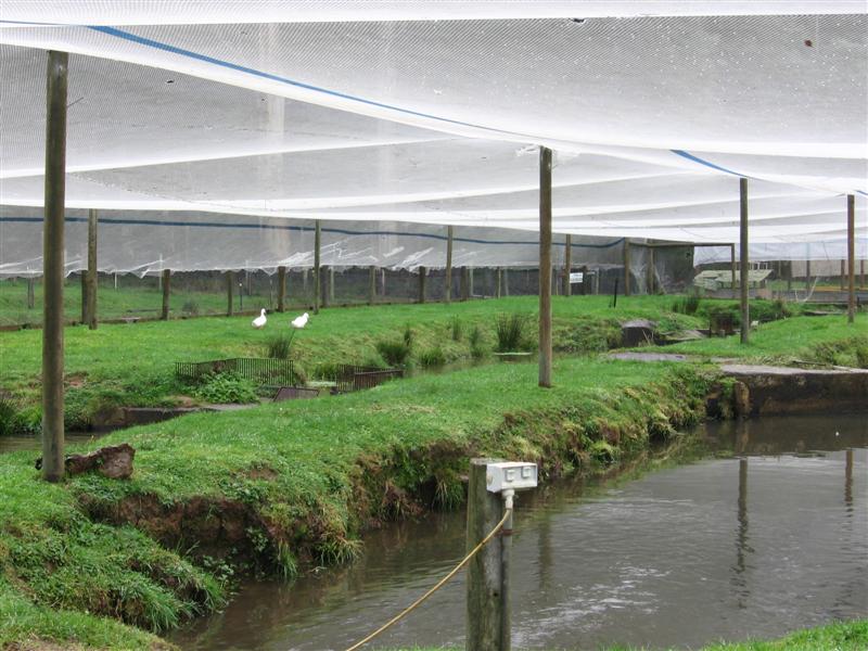 trout 005 (Medium).jpg