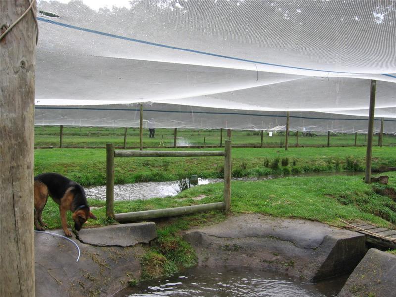 trout 004 (Medium).jpg