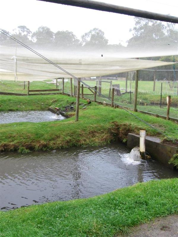 trout 003 (Medium).jpg