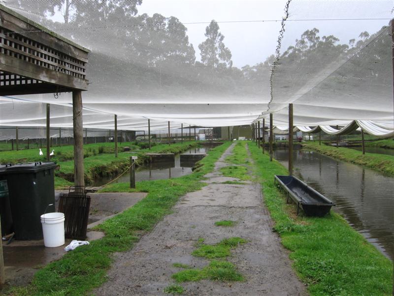 trout 002 (Medium).jpg