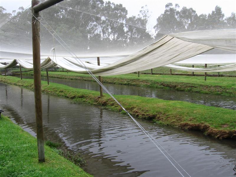 trout 001 (Medium).jpg