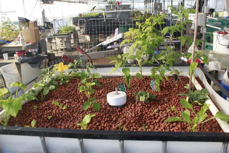 IBC tote version.jpg