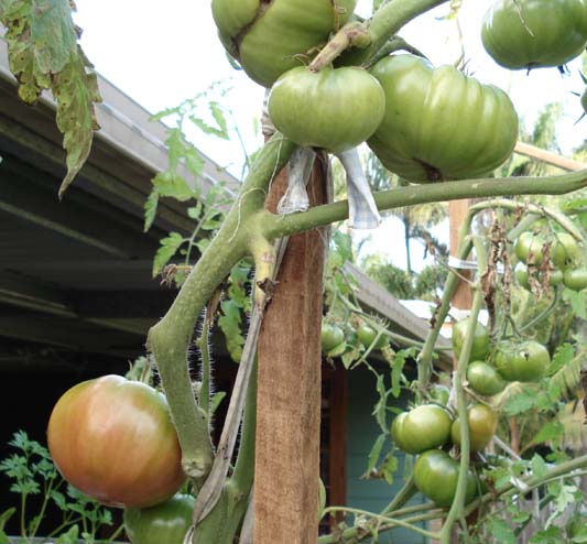 aatomatoes.jpg
