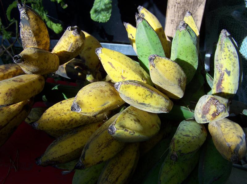 100_7050 (Custom).JPG