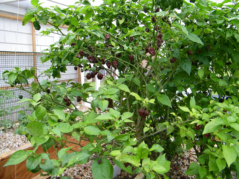 chocolate habs closeup 1.jpg
