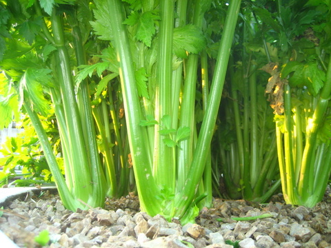 new stuffses 033.JPG