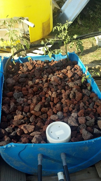 2012-05-21 New Tommies n Lettuce.jpg