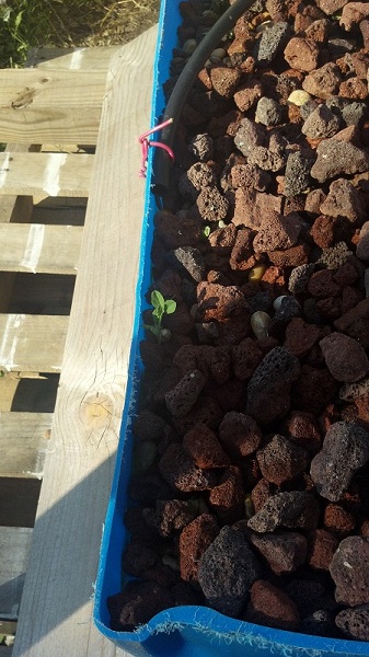 2012-05-21 Sugar Snap Pea.jpg