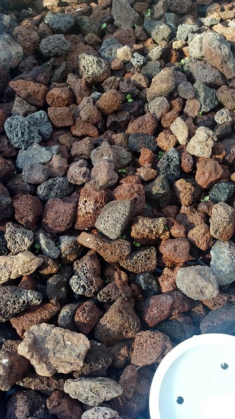 2012-05-21 Lettuce.jpg