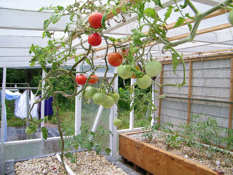 toms 1 - 5-23-2012.jpg