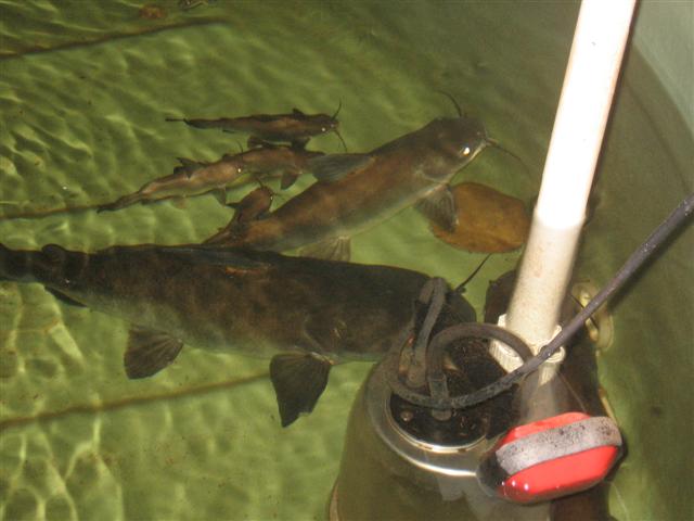 14 August 2008, house aquaponics and dirt garden 012 (Small).jpg