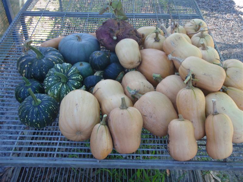 P5260171 (Custom).JPG