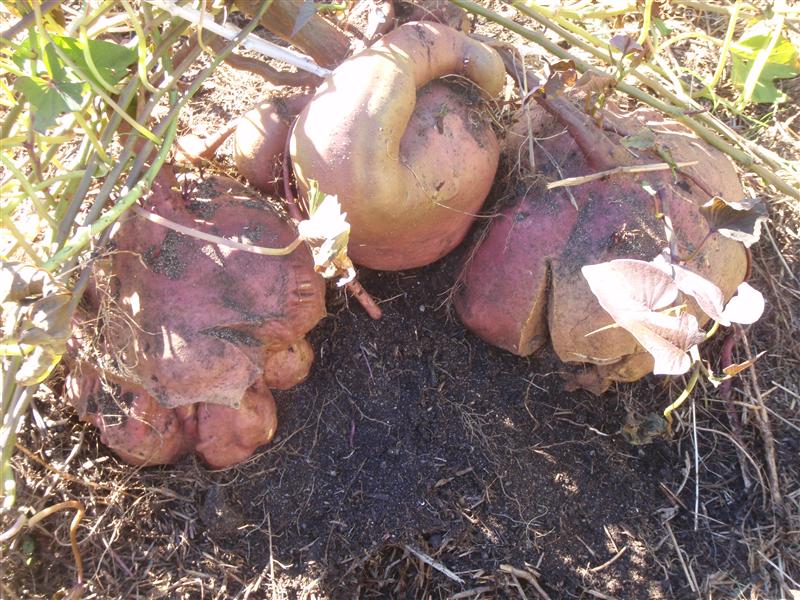 P5260169 (Custom).JPG