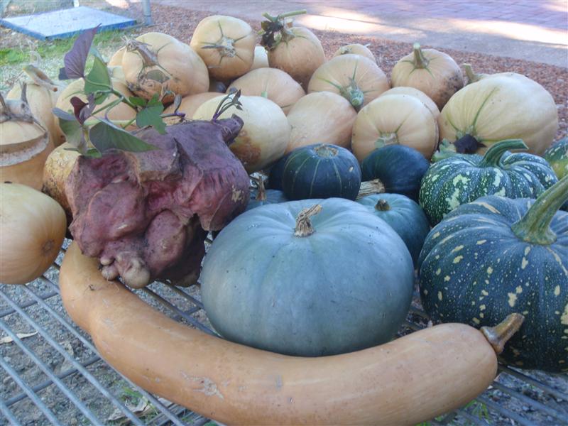 P5260176 (Custom).JPG