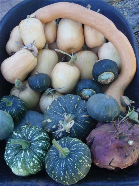 P5260185 (Custom).JPG