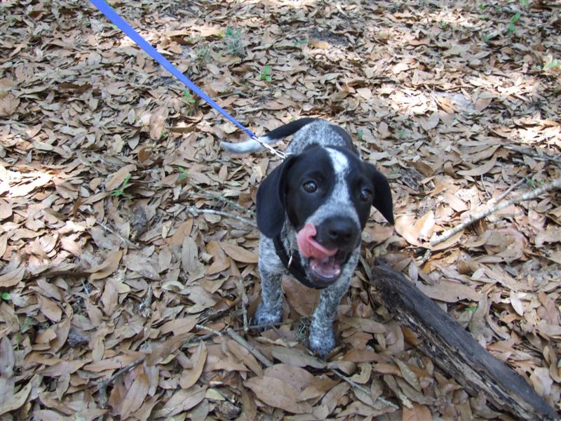 Fearse puppy toung (Medium).JPG