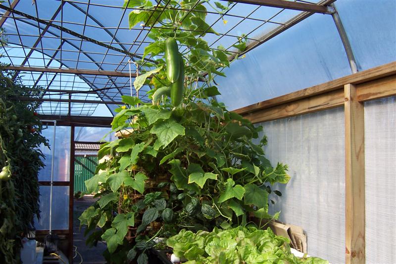 ap cucumbers& beans (Medium).JPG